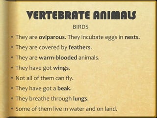 VERTEBRATE ANIMALS
BIRDS
 They are oviparous. They incubate eggs in nests.

 They are covered by feathers.
 They are warm-blooded animals.
 They have got wings.
 Not all of them can fly.
 They have got a beak.

 They breathe through lungs.
 Some of them live in water and on land.

 