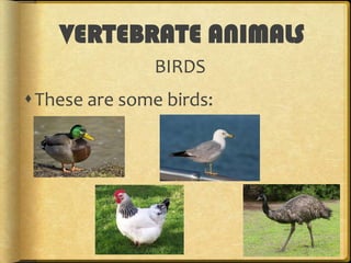 VERTEBRATE ANIMALS
BIRDS

These are some birds:

 