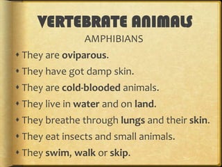 VERTEBRATE ANIMALS
AMPHIBIANS
 They are oviparous.
 They have got damp skin.
 They are cold-blooded animals.

 They live in water and on land.
 They breathe through lungs and their skin.
 They eat insects and small animals.
 They swim, walk or skip.

 