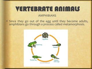 VERTEBRATE ANIMALS
AMPHIBIANS
 Since they go out of the egg until they become adults,
amphibians go through a process called metamorphosis.

 