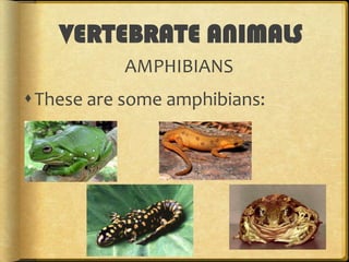 VERTEBRATE ANIMALS
AMPHIBIANS

These are some amphibians:

 