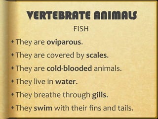 VERTEBRATE ANIMALS
FISH
 They are oviparous.
 They are covered by scales.
 They are cold-blooded animals.
 They live in water.
 They breathe through gills.
 They swim with their fins and tails.

 