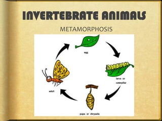 INVERTEBRATE ANIMALS
METAMORPHOSIS

 