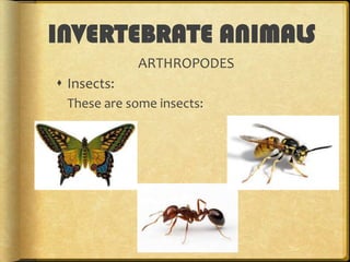 INVERTEBRATE ANIMALS
ARTHROPODES
 Insects:
These are some insects:

 
