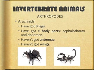 INVERTEBRATE ANIMALS
ARTHROPODES
 Arachnids:
 Have got 8 legs.
 Have got 2 body parts: cephalothorax
and abdomen.
 Haven’t got antennae.
 Haven’t got wings.

 