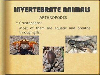 INVERTEBRATE ANIMALS
ARTHROPODES
 Crustaceans:
Most of them are aquatic and breathe
through gills.

 
