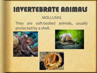 INVERTEBRATE ANIMALS
MOLLUSKS
They are soft-bodied animals, usually
protected by a shell.

 