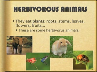 HERBIVOROUS ANIMALS
 They eat plants: roots, stems, leaves,
flowers, fruits...
 These are some herbivorus animals:

 