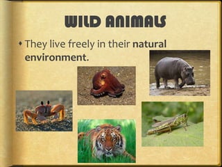 WILD ANIMALS
 They live freely in their natural
environment.

 
