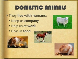 DOMESTIC ANIMALS
 They live with humans:
 Keep us company
 Help us at work
 Give us food

 