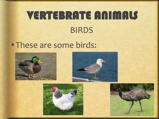 VERTEBRATE ANIMALS
REPTILES
 They are oviparous.
 They are covered by scales.
 They are cold-blooded animals.

 Some o...