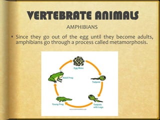 VERTEBRATE ANIMALS
AMPHIBIANS

These are some amphibians:

 