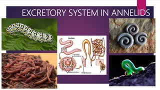 EXCRETORY SYSTEM IN ANNELIDS
 