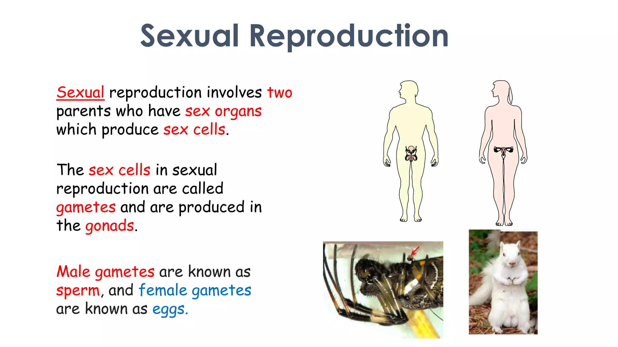 Anials Reproduce Sexual Reproduction in Animals | PPTX