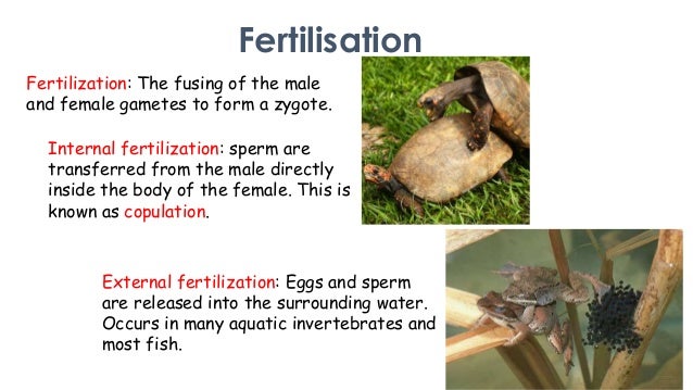 Sexual Reproduction in Animals