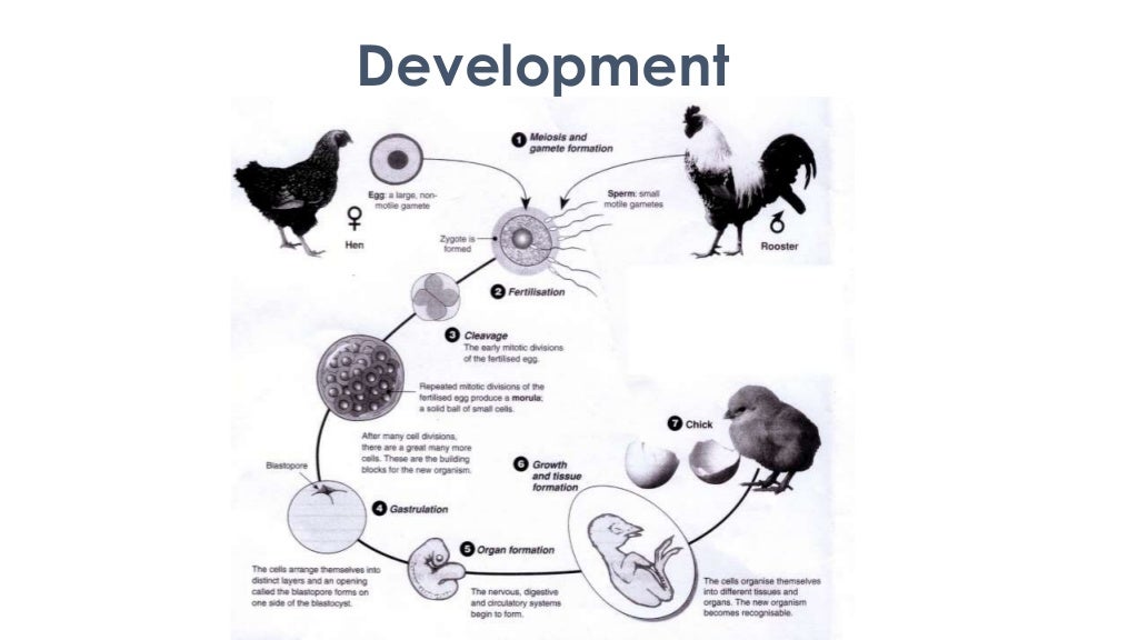 Sexual Reproduction in Animals