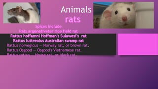 Animals
Rattus norvegicus — Norway rat, or brown rat.
Rattus Osgood — Osgood's Vietnamese rat.
Rattus rattus — House rat, or black rat.
 