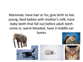 Mammals: have hair or fur, give birth to live
young, feed babies with mother's milk, have
baby teeth that fall out before adult teeth
come in, warm-blooded, have 3 middle ear
bones
 