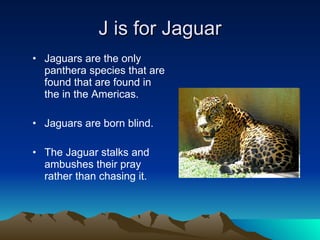 J is for Jaguar Jaguars are the only panthera species that are found that are found in the in the Americas. Jaguars are born blind. The Jaguar stalks and ambushes their pray rather than chasing it. 