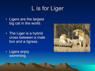 L is for Liger Ligers are the largest big cat in the world. The Liger is a hybrid cross between a male lion and a tigress. Ligers enjoy swimming. 