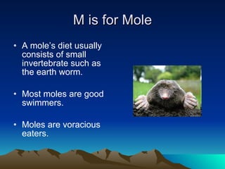 M is for Mole A mole’s diet usually consists of small invertebrate such as the earth worm. Most moles are good swimmers. Moles are voracious eaters. 