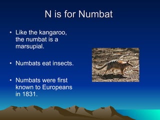 N is for Numbat  Like the kangaroo, the numbat is a marsupial. Numbats eat insects. Numbats were first known to Europeans in 1831. 