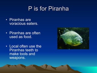 P is for Piranha Piranhas are voracious eaters. Piranhas are often used as food. Local often use the Piranhas teeth to make tools and weapons. 