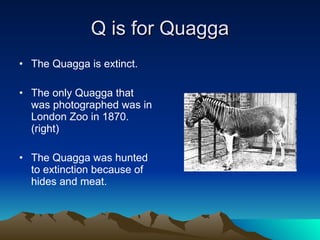 Q is for Quagga The Quagga is extinct. The only Quagga that was photographed was in London Zoo in 1870. (right) The Quagga was hunted to extinction because of hides and meat. 