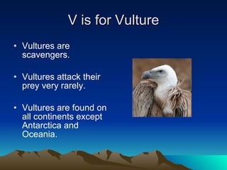 V is for Vulture Vultures are scavengers. Vultures attack their prey very rarely. Vultures are found on all continents except Antarctica and Oceania.  