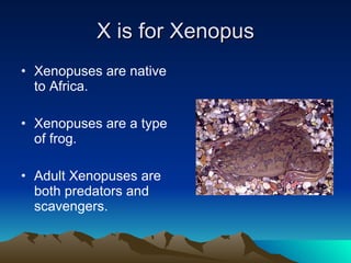 X is for Xenopus Xenopuses are native to Africa. Xenopuses are a type of frog. Adult Xenopuses are both predators and scavengers. 