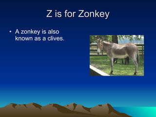 Z is for Zonkey A zonkey is also known as a clives. 