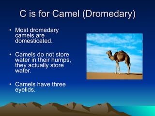C is for Camel (Dromedary) Most dromedary camels are domesticated. Camels do not store water in their humps, they actually store water. Camels have three eyelids. 
