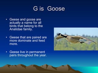 G is  Goose Geese and goose are actually a name for all birds that belong to the Anatidae family. Geese that are paired are more dominate and feed more. Geese live in permanent pairs throughout the year. 