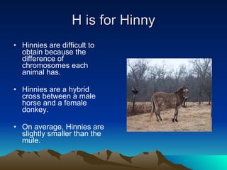 H is for Hinny Hinnies are difficult to obtain because the difference of chromosomes each animal has. Hinnies are a hybrid cross between a male horse and a female donkey. On average, Hinnies are slightly smaller than the mule. 