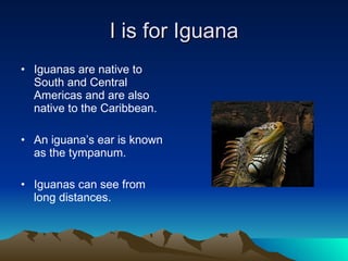 I is for Iguana Iguanas are native to South and Central Americas and are also native to the Caribbean.  An iguana’s ear is known as the tympanum. Iguanas can see from long distances. 