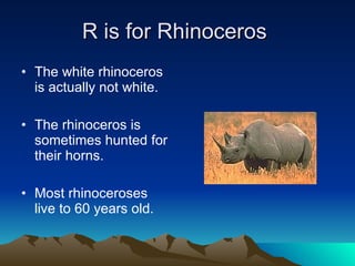 R is for Rhinoceros  The white rhinoceros is actually not white. The rhinoceros is sometimes hunted for their horns. Most rhinoceroses live to 60 years old. 