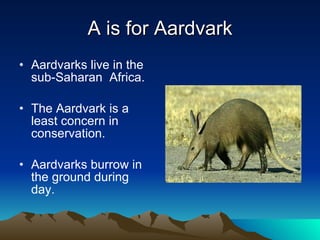 A is for Aardvark Aardvarks live in the sub-Saharan  Africa. The Aardvark is a least concern in conservation. Aardvarks burrow in the ground during day. 