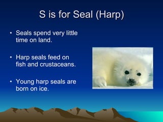 S is for Seal (Harp) Seals spend very little time on land. Harp seals feed on fish and crustaceans. Young harp seals are born on ice. 