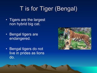 T is for Tiger (Bengal) Tigers are the largest non hybrid big cat. Bengal tigers are endangered. Bengal tigers do not live in prides as lions do. 