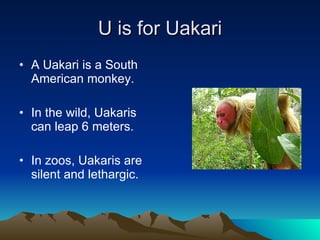 U is for Uakari A Uakari is a South American monkey. In the wild, Uakaris can leap 6 meters. In zoos, Uakaris are silent and lethargic. 