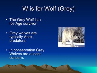 W is for Wolf (Grey) The Grey Wolf is a Ice Age survivor. Grey wolves are typically Apex predators.  In conservation Grey Wolves are a least concern. 