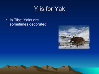 Y is for Yak In Tibet Yaks are sometimes decorated. 