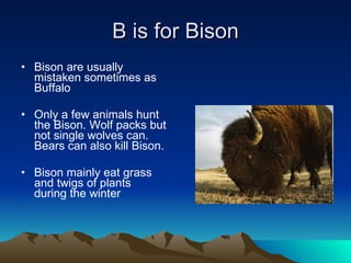 B is for Bison Bison are usually mistaken sometimes as Buffalo Only a few animals hunt the Bison. Wolf packs but not single wolves can. Bears can also kill Bison. Bison mainly eat grass and twigs of plants during the winter 