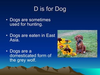 D is for Dog Dogs are sometimes used for hunting. Dogs are eaten in East Asia. Dogs are a domesticated form of the grey wolf. 