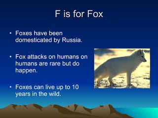 F is for Fox Foxes have been domesticated by Russia. Fox attacks on humans on humans are rare but do happen. Foxes can live up to 10 years in the wild. 