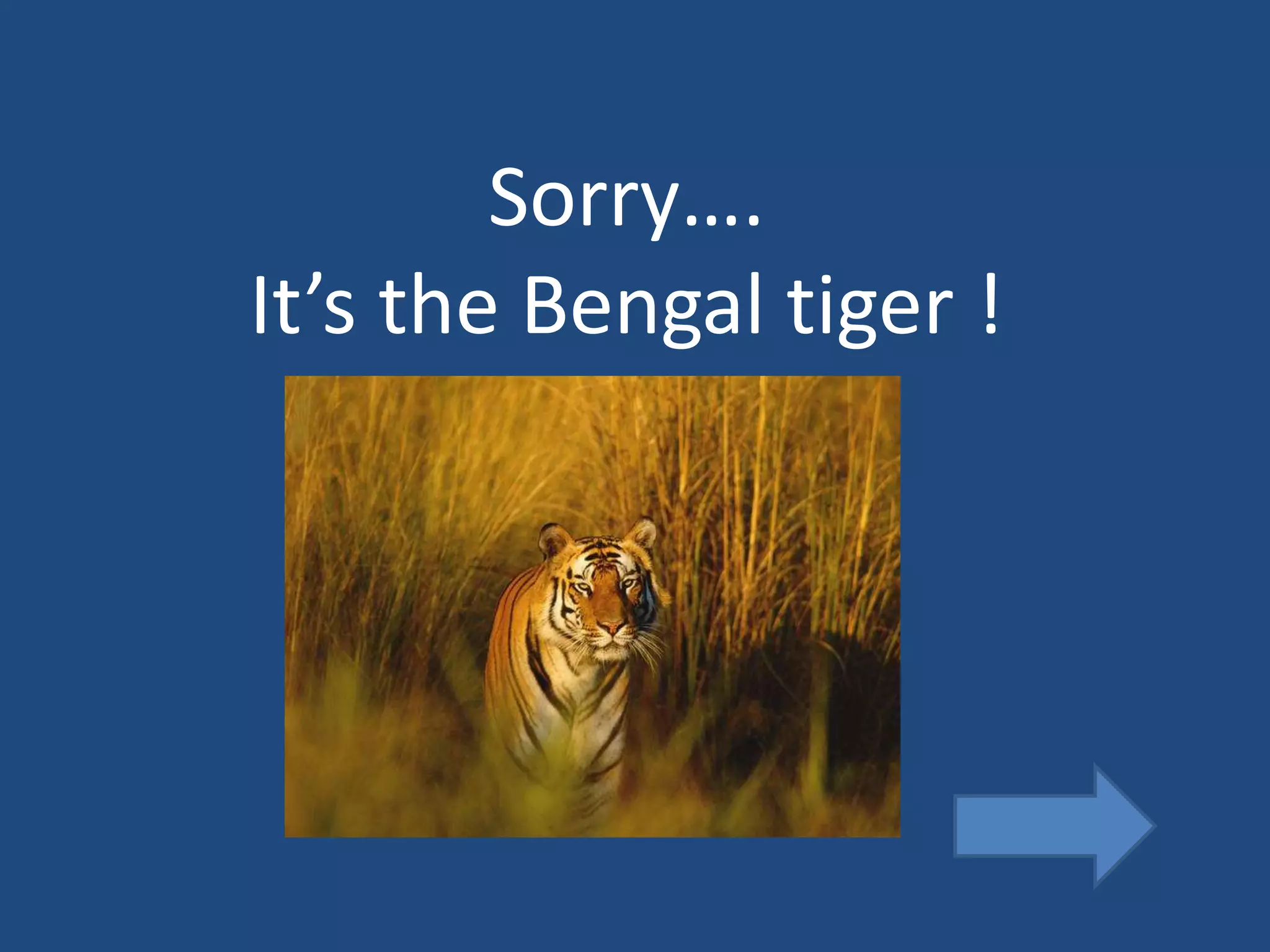 Sorry….
It’s the Bengal tiger !
 