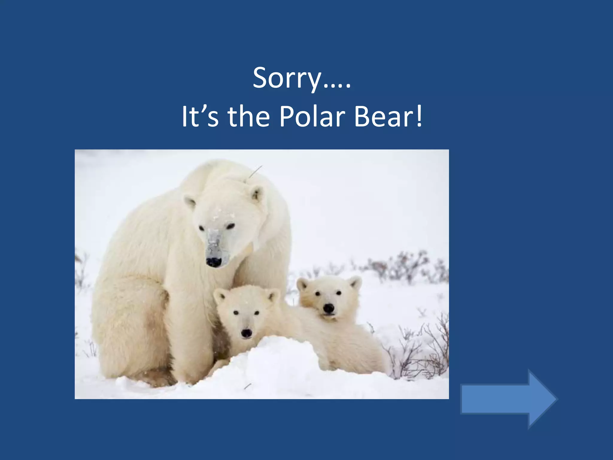 Sorry….
It’s the Polar Bear!
 