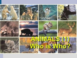 ANIMALS (1) Who is Who? 