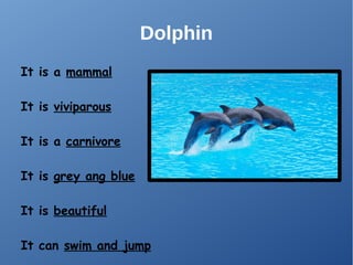 Dolphin
It is a mammal
It is viviparous
It is a carnivore
It is grey ang blue
It is beautiful
It can swim and jump
 