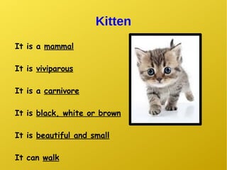 Kitten
It is a mammal
It is viviparous
It is a carnivore
It is black, white or brown
It is beautiful and small
It can walk
 